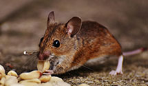 24 Hour & Emergency Exterminators in Carolina Bch, NC
